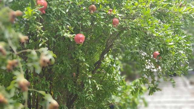 Гостевой дом More than a hotel Тбилиси-25